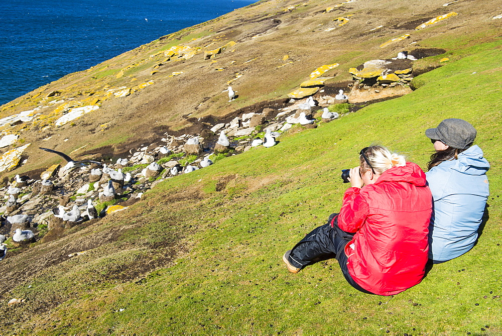 Tourists watching a colony of black-browed albatross (Thalassarche melanophris), Saunders Island, Falklands, South America