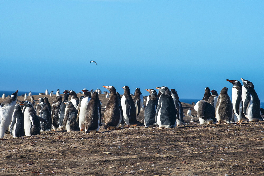 Long-tailed gentoo penguin colony (Pygoscelis papua), Saunders Island, Falklands, South America