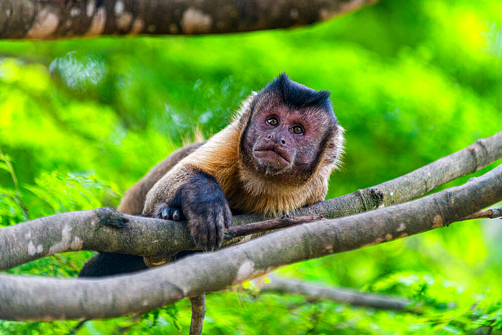 Capuchin monkey (Cebinae), sitting on branch, Forest Park Sinop, Sinop, Mato Grosso, Brazil, South America