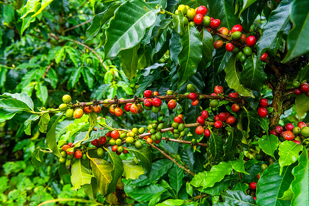 Coffee bushes and beans, Zona Cafetera, Colombia, South America