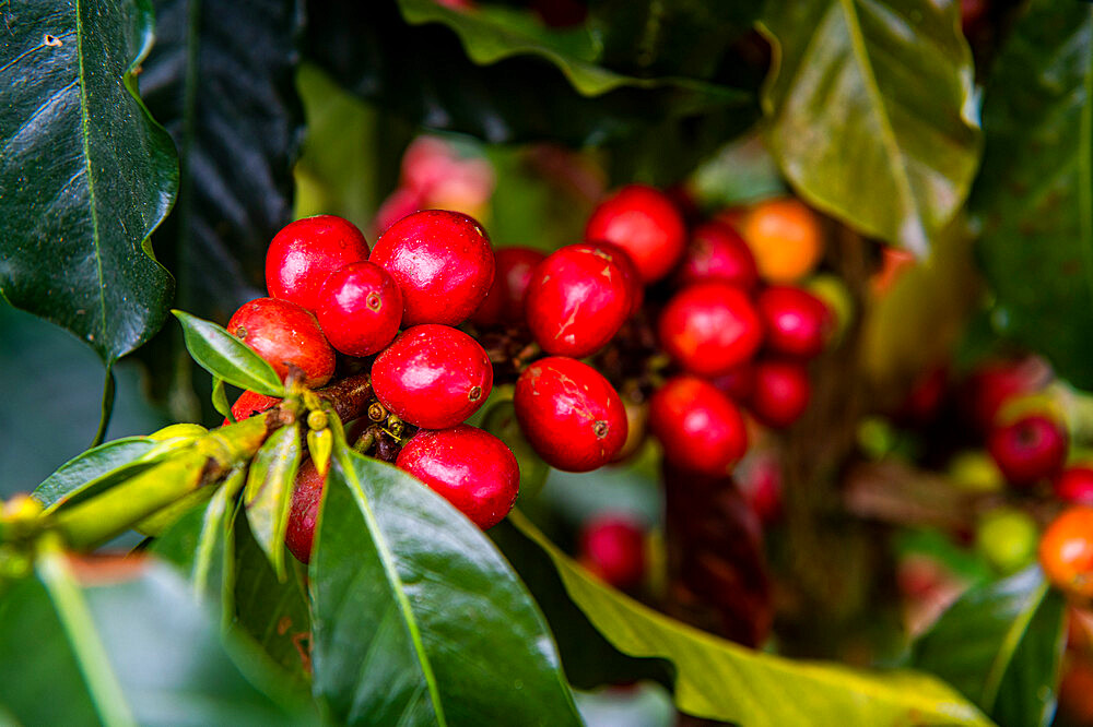 Coffee bushes and beans, Zona Cafetera, Colombia, South America