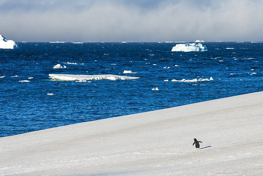 Little gentoo penguin walking on a glacier, Brown Bluff, Antarctica, Polar Regions