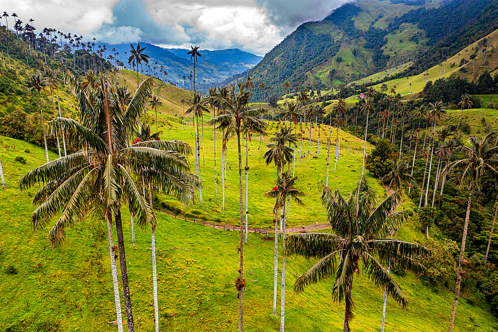 Wax palms, largest palms in the world, Cocora Valley, UNESCO World Heritage Site, Coffee Cultural Landscape, Salento, Colombia, South America