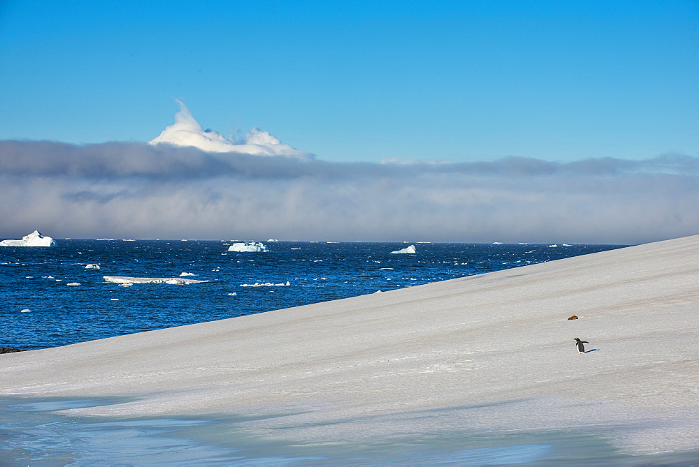 Little gentoo penguin walking on a glacier, Brown Bluff, Antarctica, Polar Regions