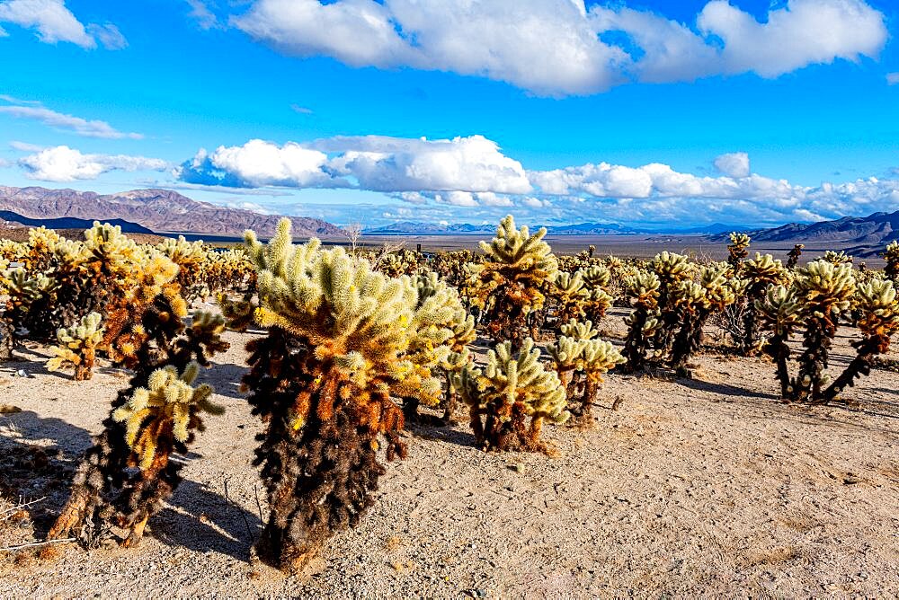 Chuckwalla cholla Cholla Cactus Garden, Joshua tree National Park, California USA