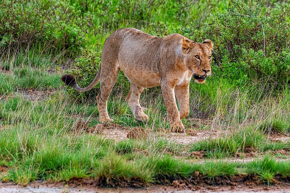 Lion (Panthera leo) , Amboseli National Park, Kenya