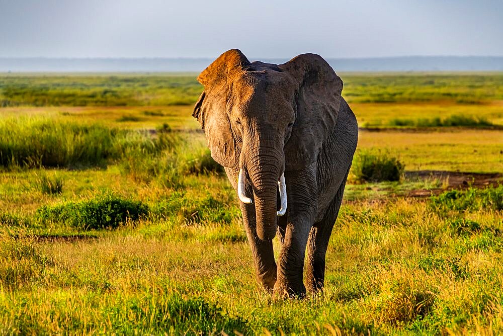 African elephant (Loxodonta) before Mount Kilimanjaro, Amboseli National Park, Kenya