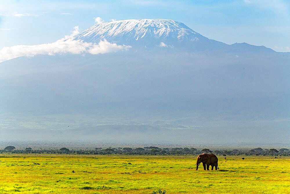 African elephant (Loxodonta) before Mount Kilimanjaro, Amboseli National Park, Kenya