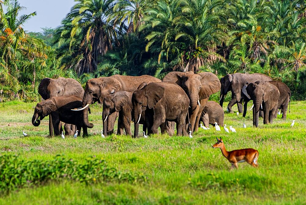 African elephants (Loxodonta) before Mount Kilimanjaro, Amboseli National Park, Kenya