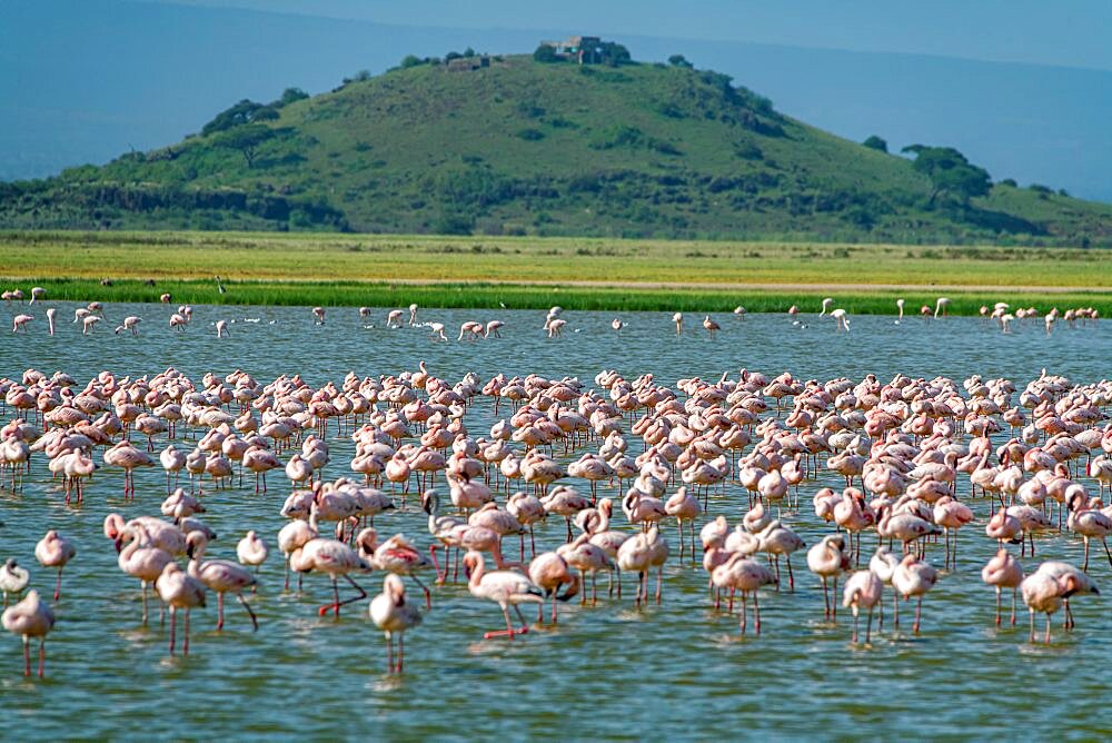 Flamingos in a lake, Amboseli National Park, Kenya