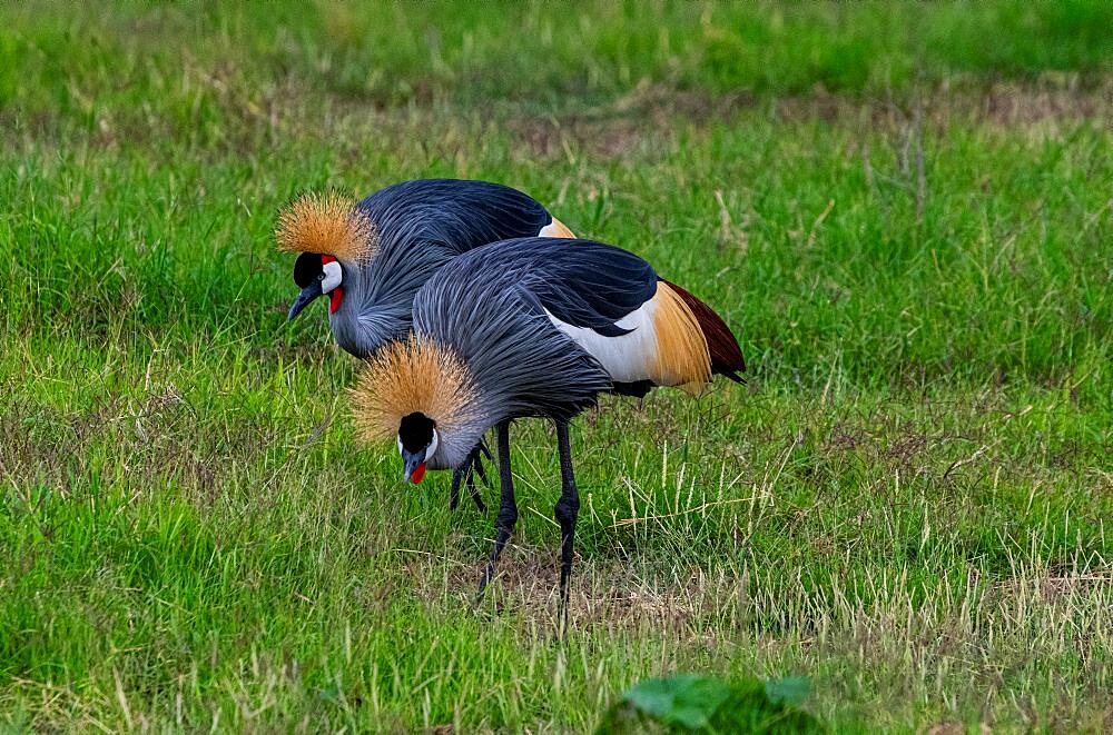 Black crowned crane (Balearica pavonina) ,Amboseli National Park, Kenya