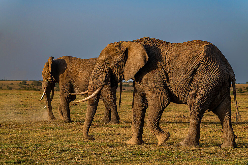 African elephants (Loxodonta), Oi Pejeta Natural Conservancy, Kenya, East Africa, Africa