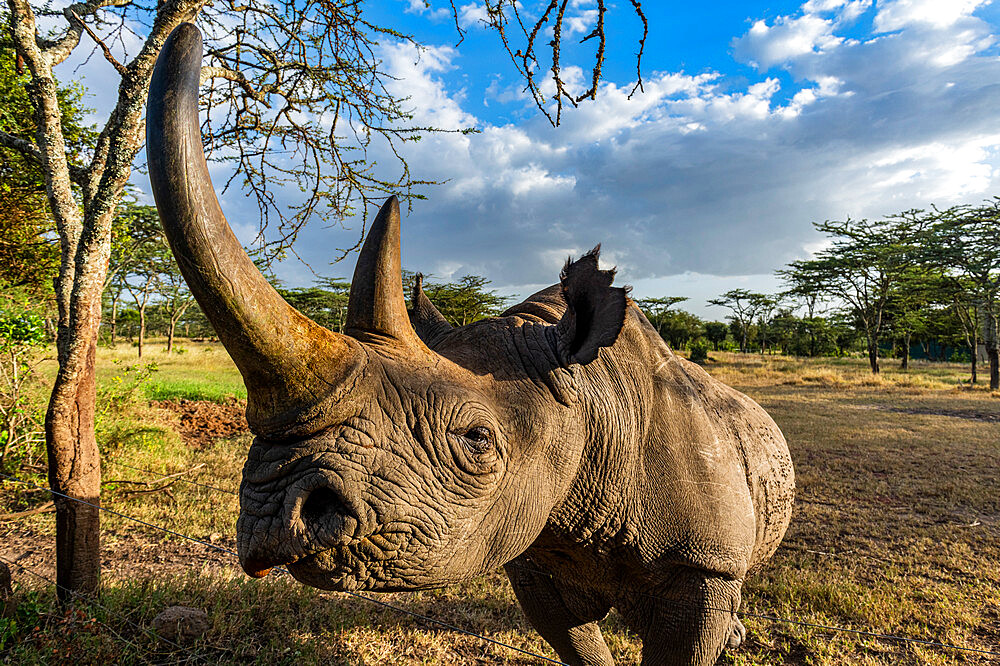 Black rhinoceros (hook-lipped rhinoceros) (Diceros bicornis), Oi Pejeta Natural Conservancy, Kenya, East Africa, Africa