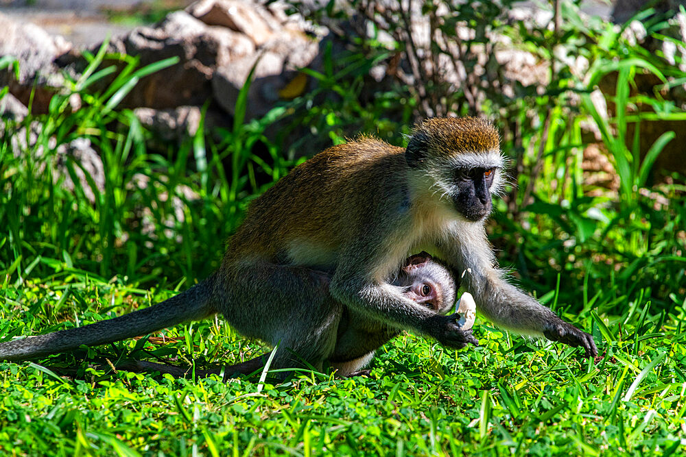 Capuchin monkey, Samburu National Park, Kenya, East Africa, Africa