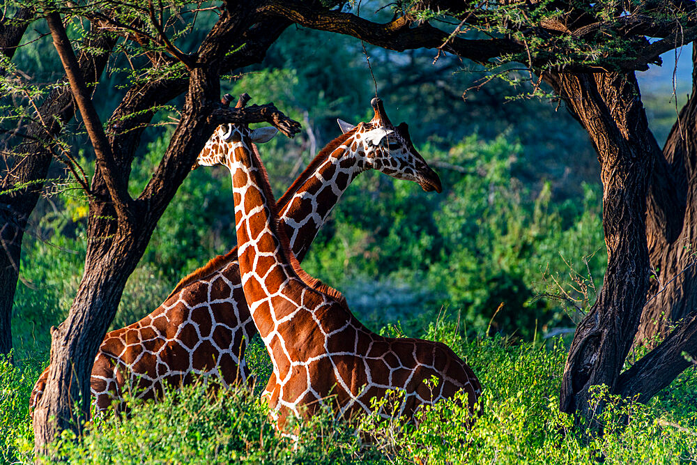 Reticulated giraffe (Giraffa camelopardalis reticulata) (Giraffa reticulata), Buffalo Springs National Reserve, Samburu National Park, Kenya, East Africa, Africa