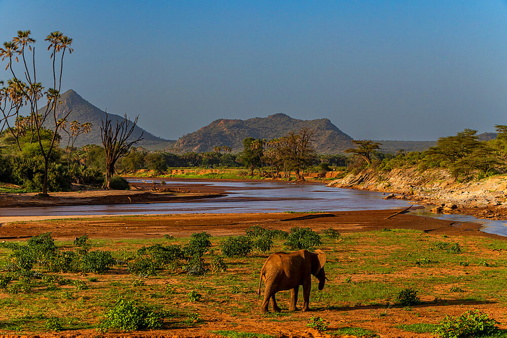 African elephant on the Ewaso Ng'iro river flowing between Buffalo Springs National Reserve and Samburu National Park, Kenya, East Africa, Africa