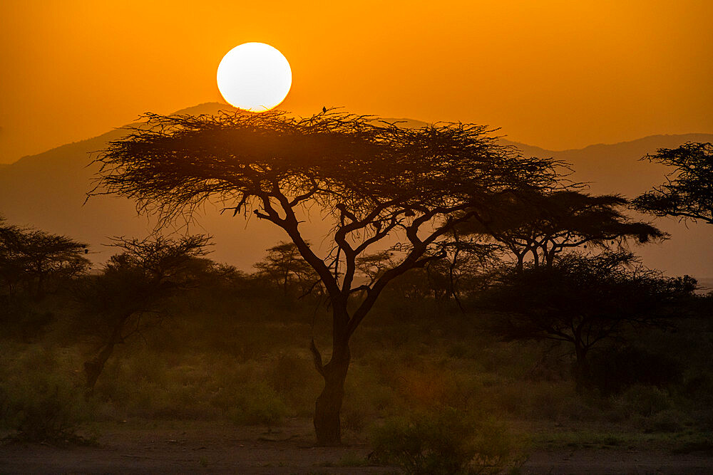 Sunset in Buffalo Springs National Reserve, Samburu National Park, Kenya, East Africa, Africa