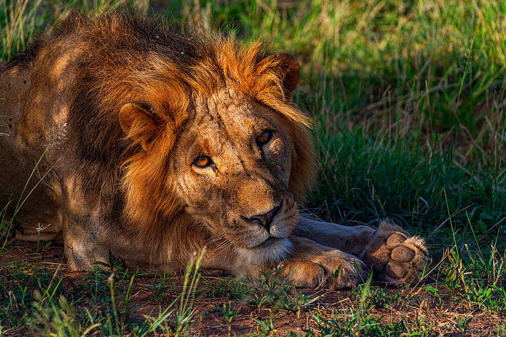 Lion (Panthera leo), Buffalo Springs National Reserve, Samburu National Park, Kenya, East Africa, Africa