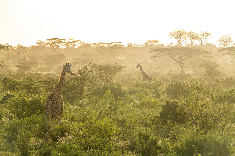 Reticulated giraffe (Giraffa camelopardalis reticulata) (Giraffa reticulata) at dawn, Buffalo Springs National Reserve, Samburu National Park, Kenya, East Africa, Africa