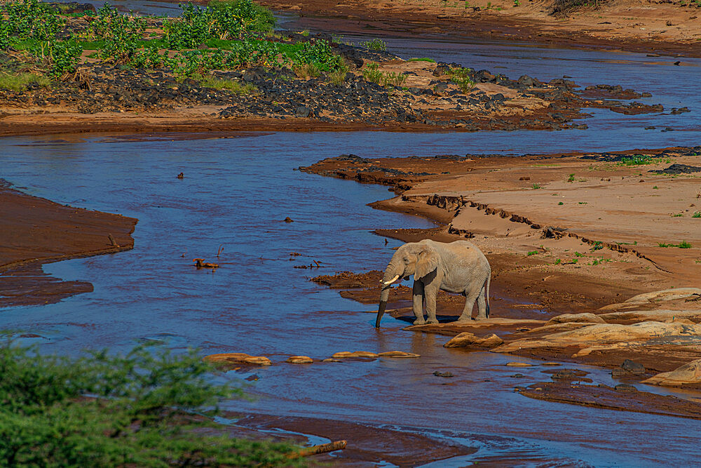 African elephant, Ewaso Ng'iro river flowing through Shaba Game Reserve, Samburu National Park, Kenya, East Africa, Africa