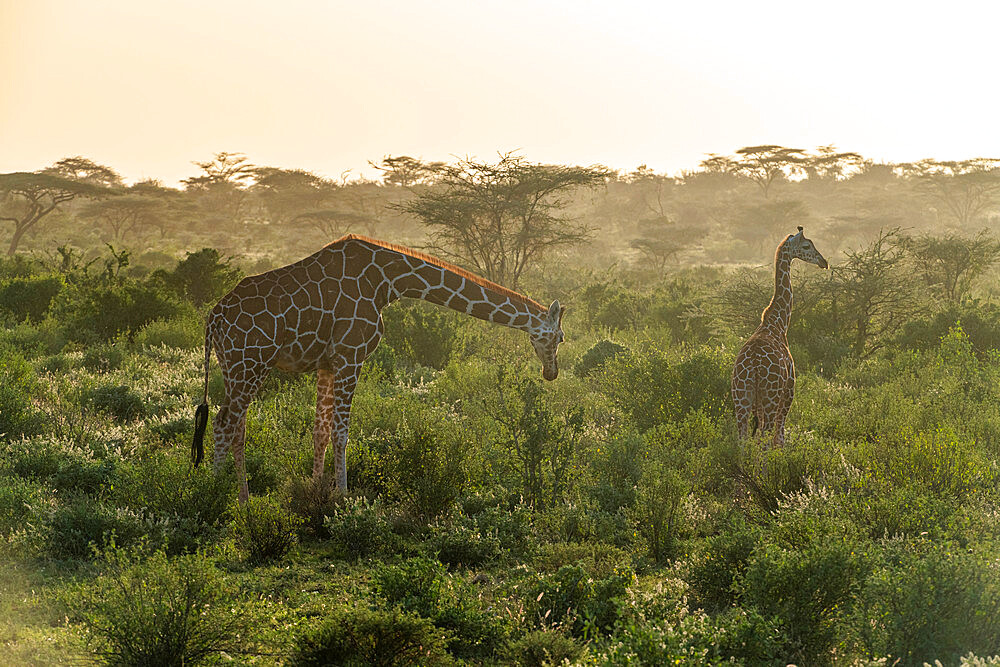 Reticulated giraffe (Giraffa camelopardalis reticulata) (Giraffa reticulata) at dawn, Buffalo Springs National Reserve, Samburu National Park, Kenya, East Africa, Africa