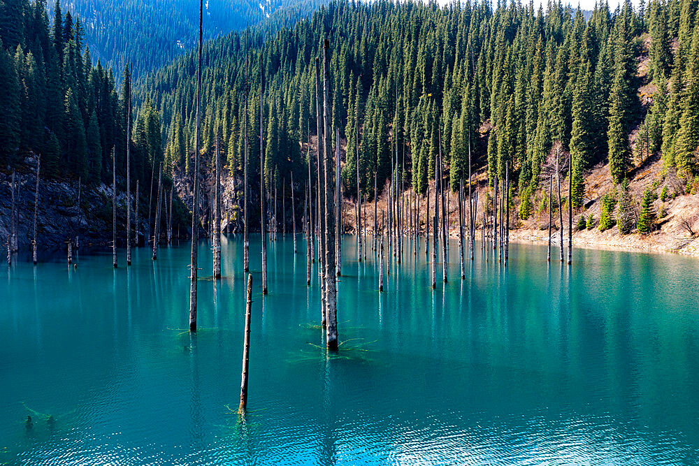 Aerial of the Kaindy Lake with its dead trees, Kolsay Lakes National Park, Tian Shan mountains, Kazakhstan, Central Asia, Asia