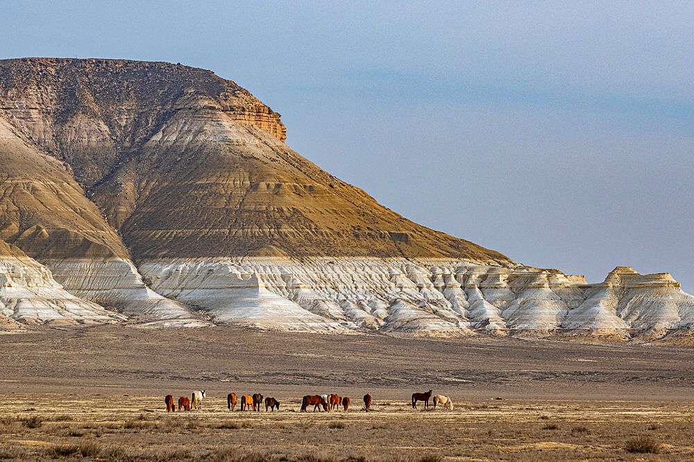 Wild horses grazing in front of Sor Tuzbair, a solonchak (salt marsh), Mangystau, Kazakhstan, Central Asia, Asia