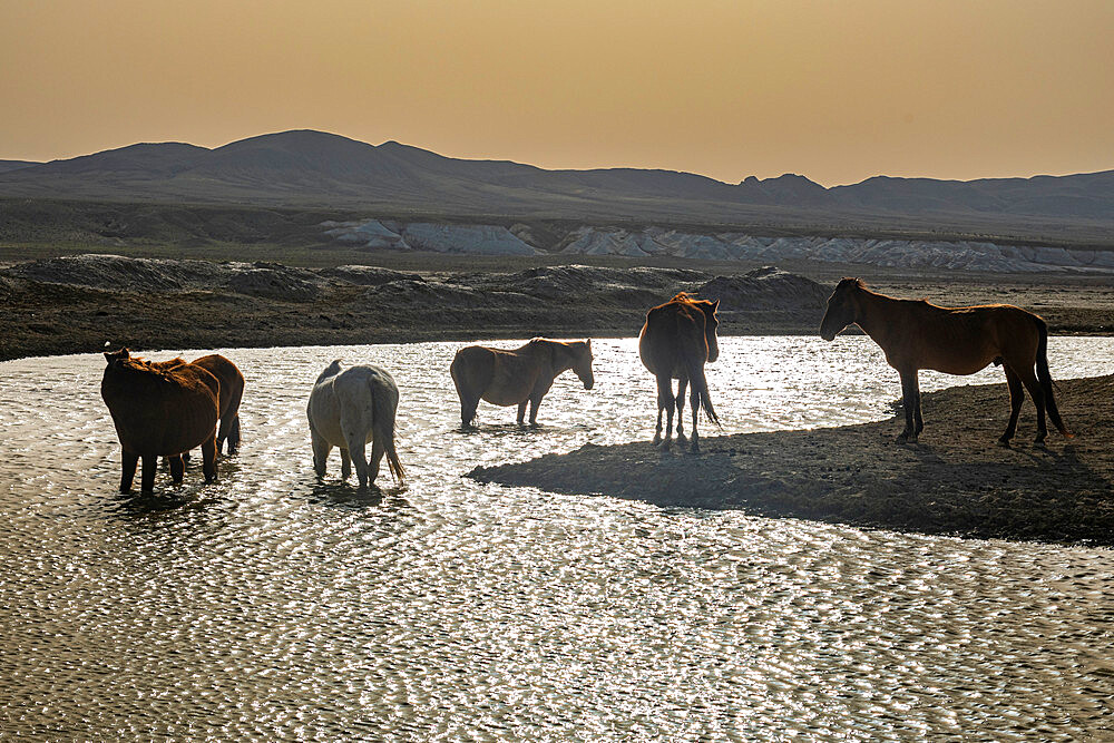 Wild horses in backlight in a little pond, Kyzylkup, Mangystau, Kazakhstan, Central Asia, Asia