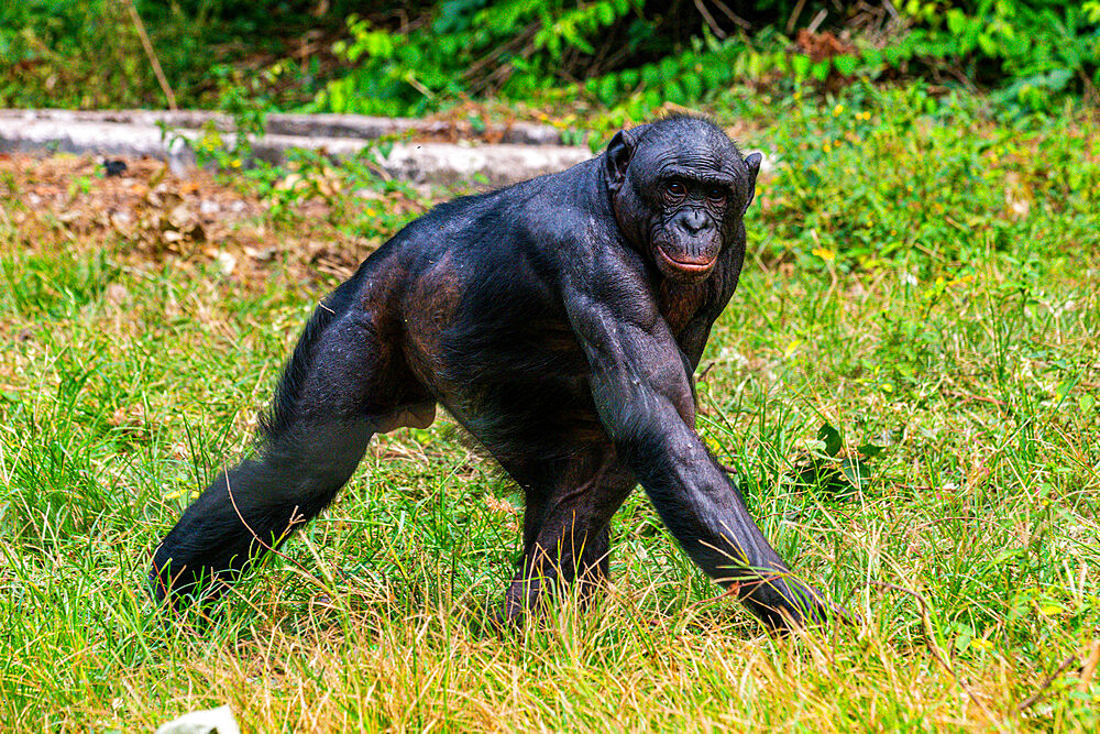 Bonobo (Pan paniscus), Lola ya Bonobo sanctuary, Kinshasa, Democratic Republic of the Congo, Africa