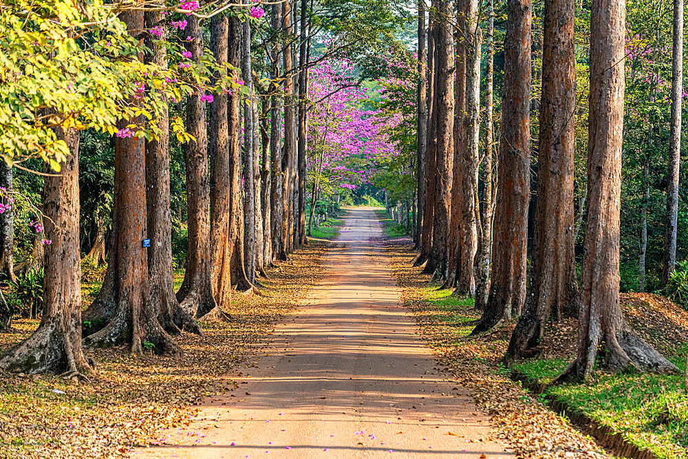 Blooming flowers, Kisantu botanical gardens, Kisantu, Democratic Republic of the Congo, Africa