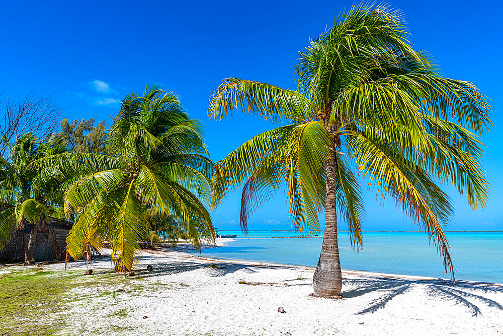 White sand beach, Anaa atoll, Tuamotu archipelago, French Polynesia, South Pacific, Pacific