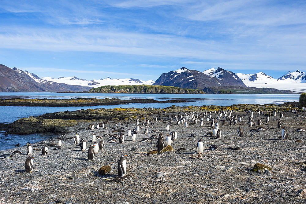 Gentoo penguins (Pygoscelis papua) colony, Prion Island, South Georgia, Antarctica, Polar Regions