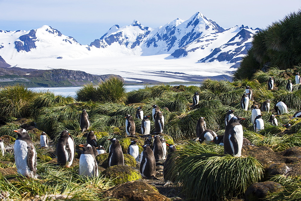 Gentoo penguin (Pygoscelis papua) colony, Prion Island, South Georgia, Antarctica, Polar Regions