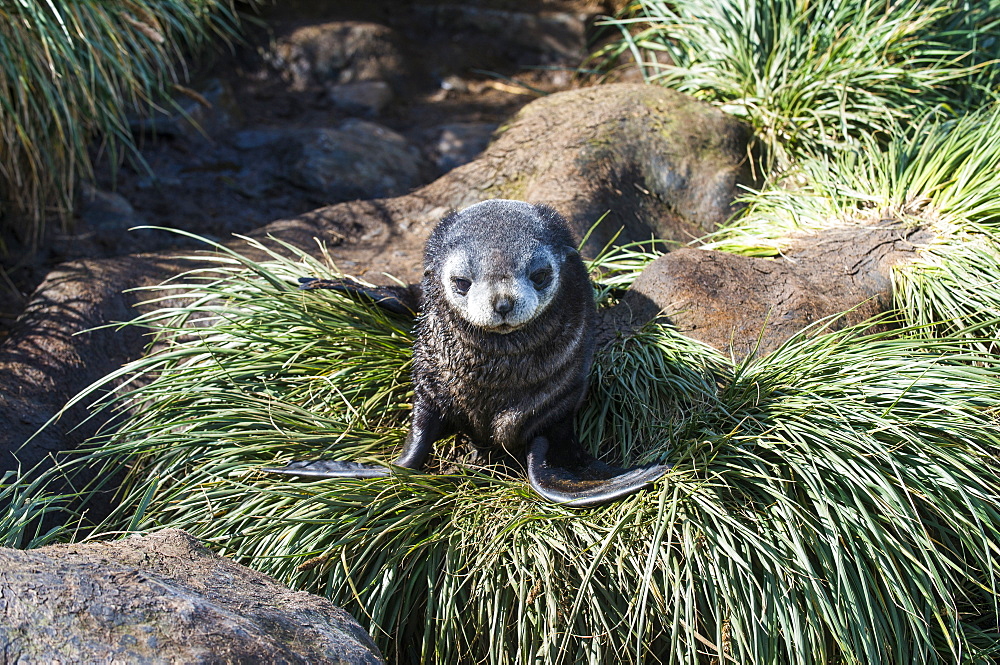 Young Antarctic fur seal (Arctocephalus gazella), Prion Island, South Georgia, Antarctica, Polar Regions