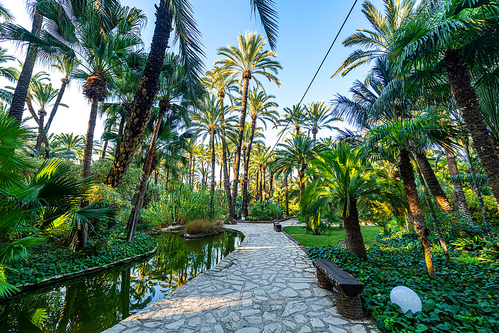 Palm trees, Palmeral (Palm Grove) of Elche, UNESCO World Heritage Site, Alicante, Valencia, Spain, Europe