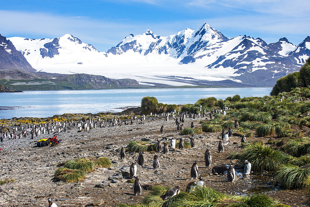 Gentoo penguin (Pygoscelis papua) colony, Prion Island, South Georgia, Antarctica, Polar Regions