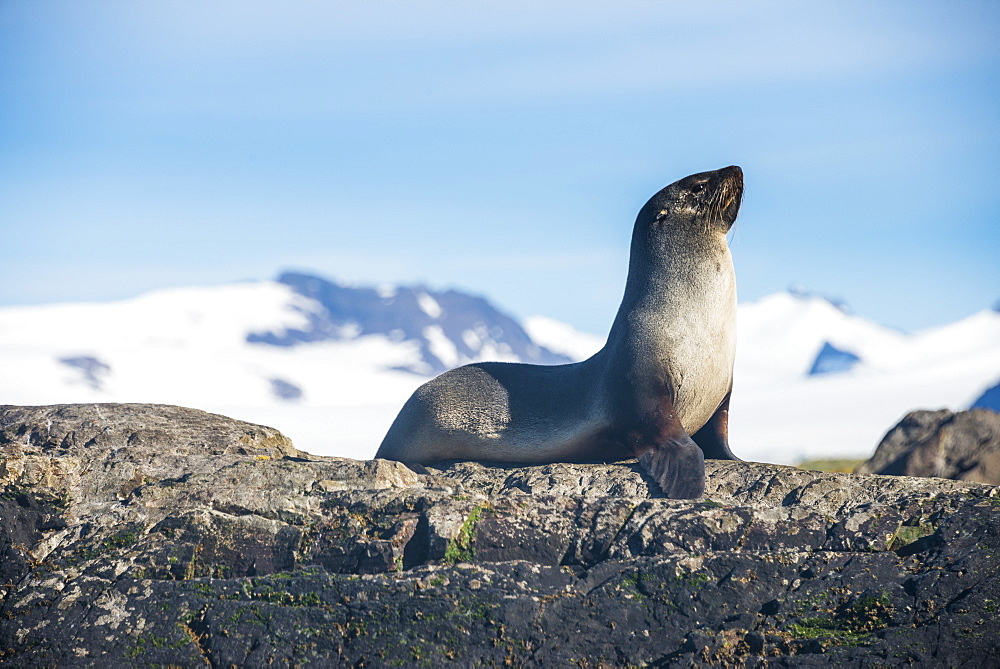 Antarctic fur seal (Arctocephalus gazella), Salisbury plain, South Georgia, Antarctica, Polar Regions