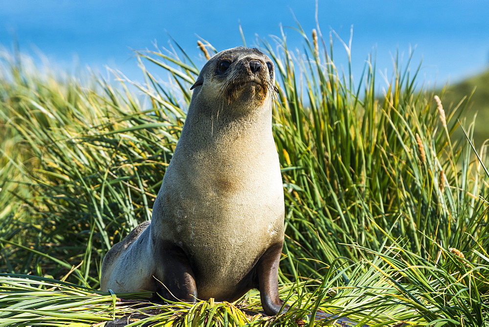 Young Antarctic fur seal (Arctocephalus gazella), Prion Island, South Georgia, Antarctica, Polar Regions