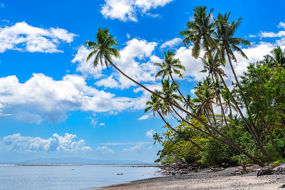 Palm fringed Coral beach, Taveuni, Fiji, South Pacific, Pacific