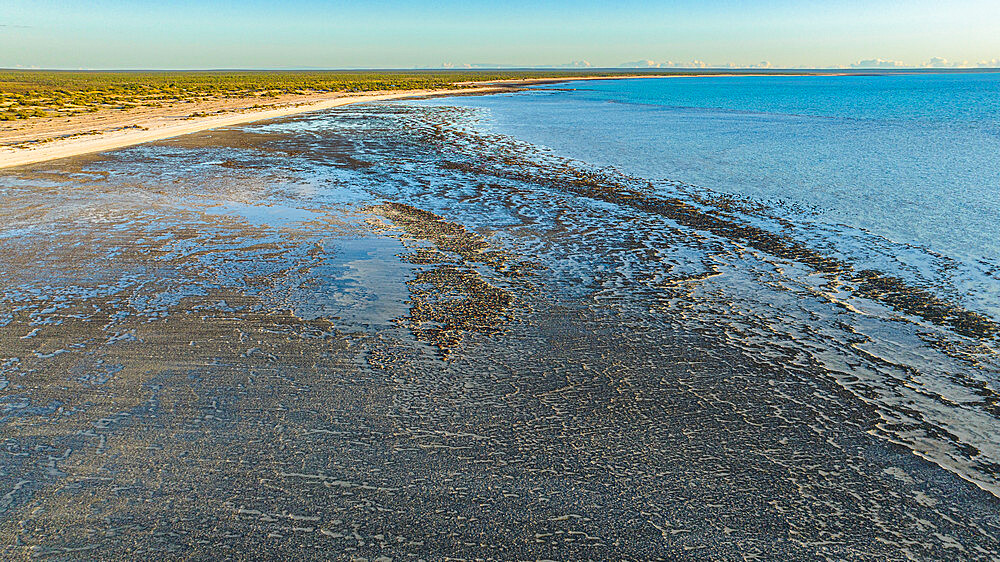 Aerial of the Hamelin Pool stromatolites, Shark Bay, UNESCO World Heritage Site, Western Australia, Australia, Pacific