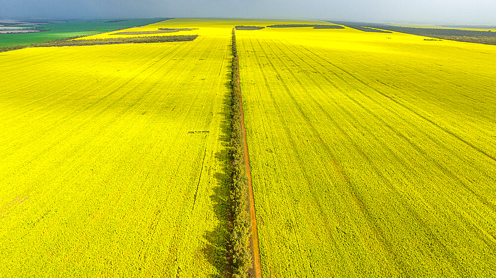 Rape field in spring blossom, Western Australia, Australia, Pacific