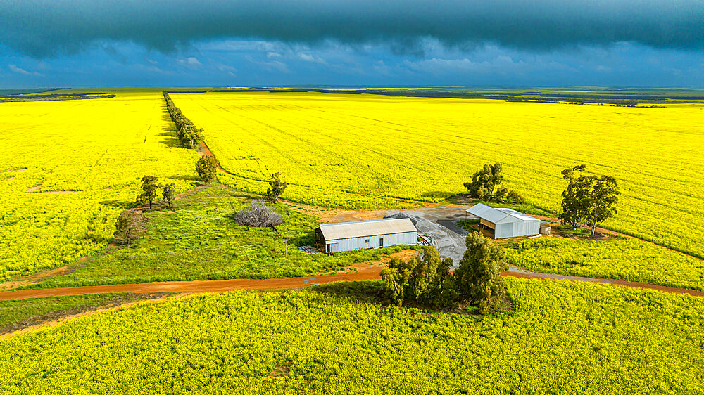 Farm in a rape field in spring blossom, Western Australia, Australia, Pacific