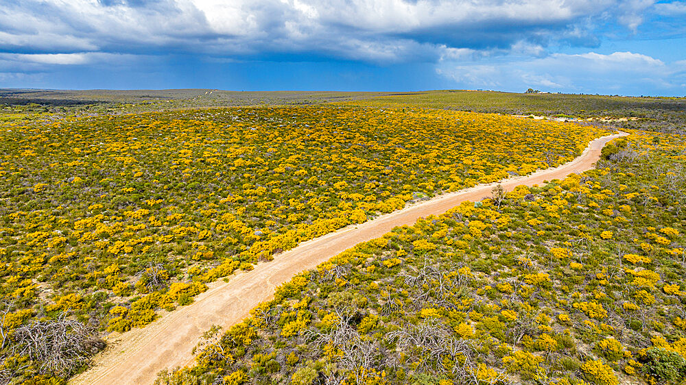 Road leading through spring blossom flowers, Western Australia, Australia, Pacific