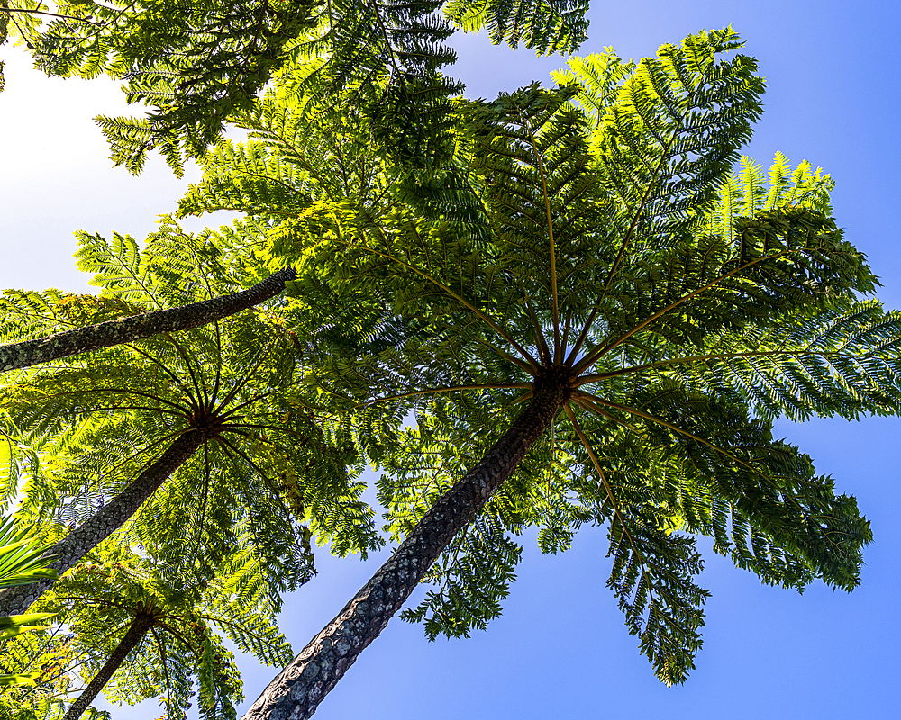 Fern tree, Botanical garden, Norfolk Island, Australia, Pacific