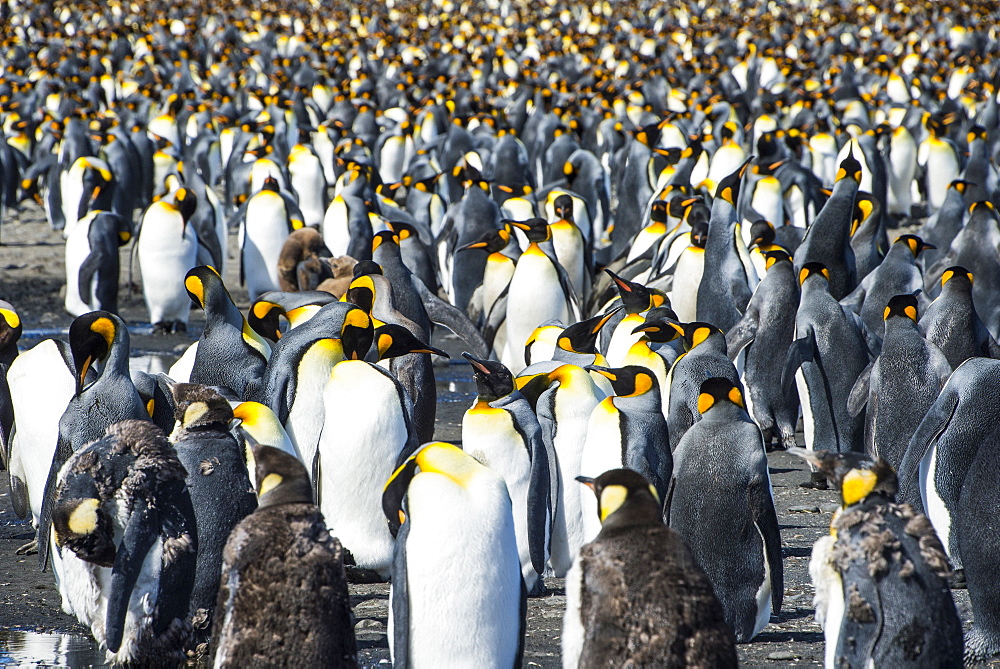 Giant king penguin (Aptenodytes patagonicus) colony, Salisbury Plain, South Georgia, Antarctica, Polar Regions