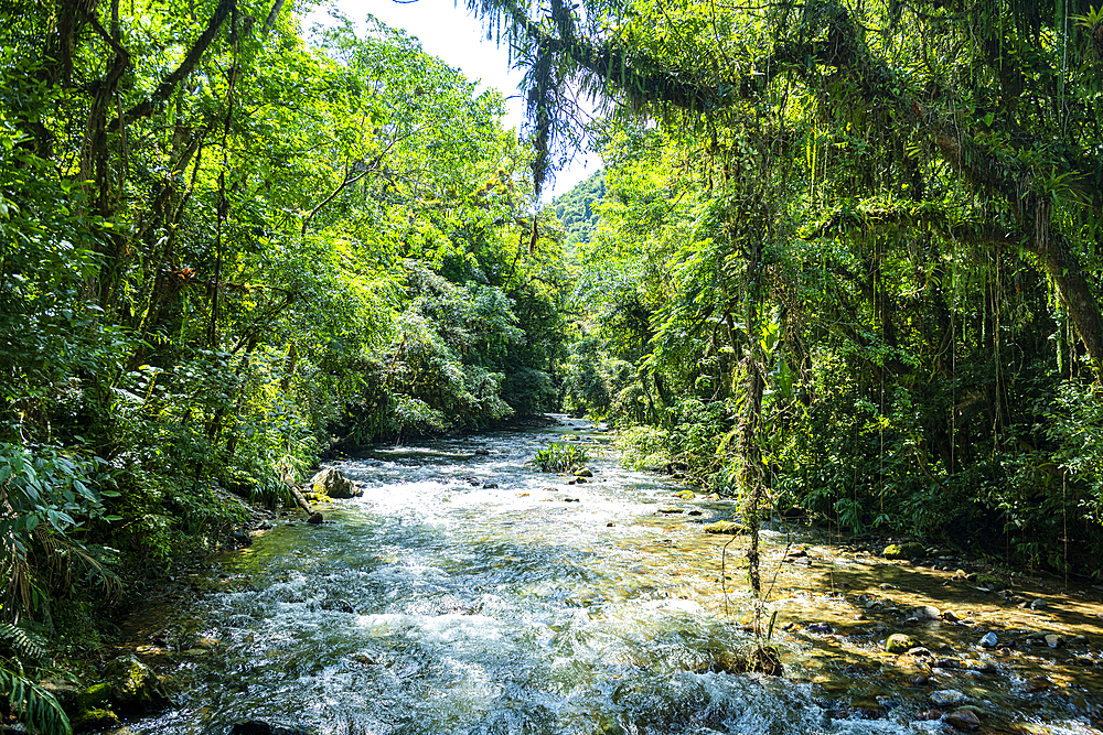 Atlantic Forest South-East Reserves, UNESCO World Heritage Site, Alto Ribeira Touristic State Park, Sao Paulo State, Brazil, South America