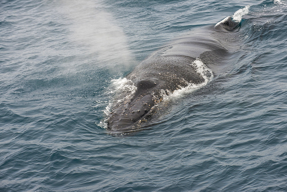 Humpback whale (Megaptera novaeangliae), South Sandwich Islands, Antarctica, Polar Regions