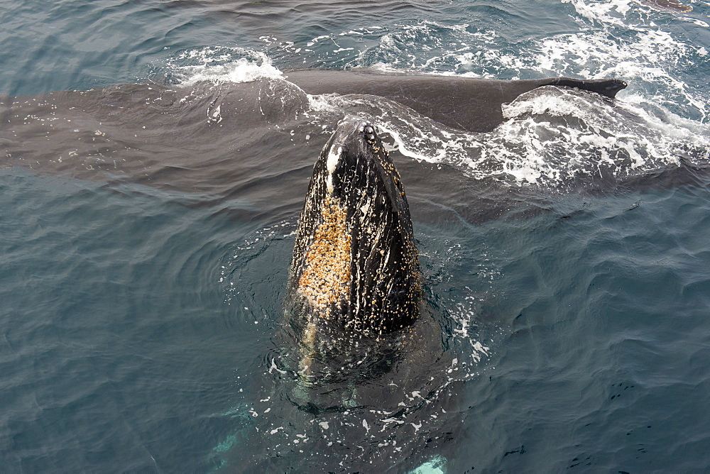 Humpback whale (Megaptera novaeangliae), South Sandwich Islands, Antarctica, Polar Regions