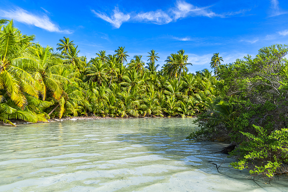 Palm tree grove right at the lagoon, Cocos (Keeling) Islands, Australian Indian Ocean Territory, Australia, Indian Ocean