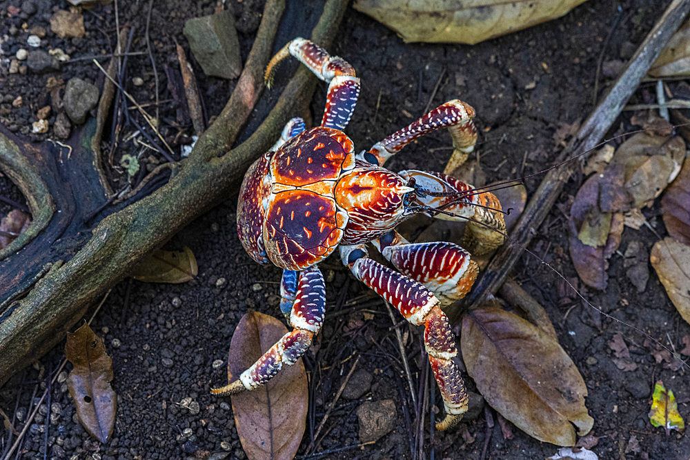 Blue crab, Christmas Island, Australia, Indian Ocean